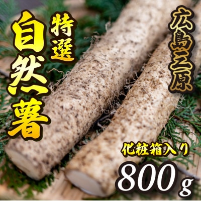 【先行受付】標高375mで採れた自然薯化粧箱入り800g[029-005]