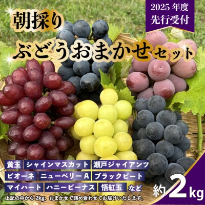 【数量限定・先行受付】久和田農園朝採りぶどうおまかせセット 約2kg [034-008]