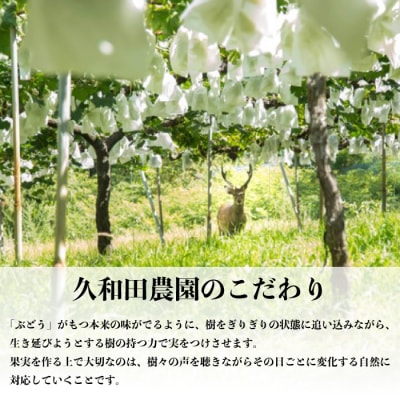 【数量限定・先行受付】久和田農園朝採りぶどうおまかせセット 約2kg [034-008]