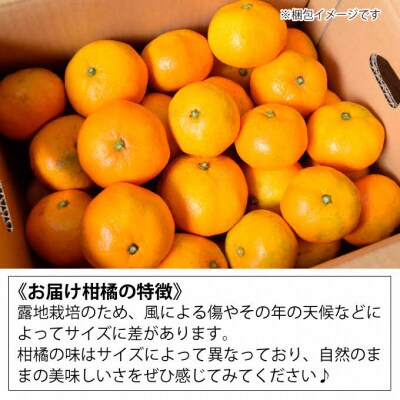 【2025年3月以降発送】甘さ抜群しらぬい!デコちゃん＜約7kg＞[017-028]