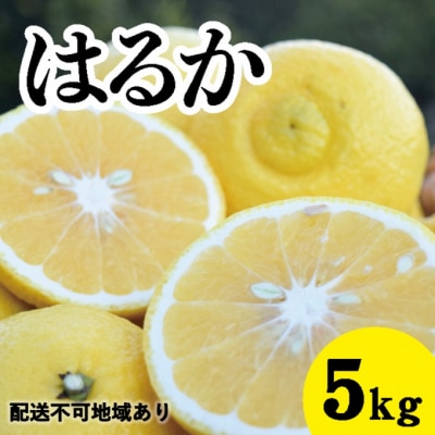 【2024年3月中旬頃発送】濃厚な甘みに驚愕!瀬戸内のはるか &lt;約5kg&gt; [5311-0287]