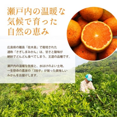 【先行受付】甘くてジューシー!瀬戸内さぎしまのはるみ 約5kg[017-022]