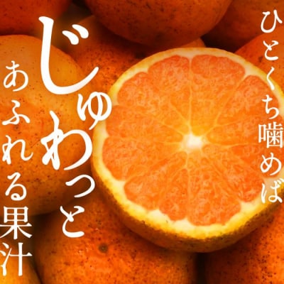 【先行受付】甘さと酸味が絶妙!極早生みかん約5kg[017-012]
