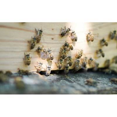 【国産　天然蜂蜜】はちみつ　日本みつばち 百花蜜 500g たれ蜜製法[108-001]