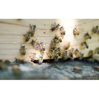 【 国産 天然蜂蜜】はちみつ 日本みつばち 百花蜜 250g たれ蜜製法[108-002]