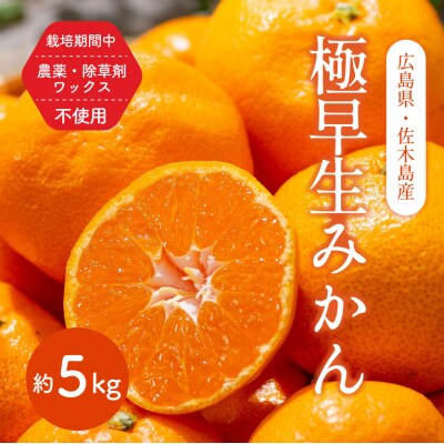 栽培期間中農薬・除草剤不使用 極早生みかん 約5kg ≪ 果遊工房 ≫ [017-008]