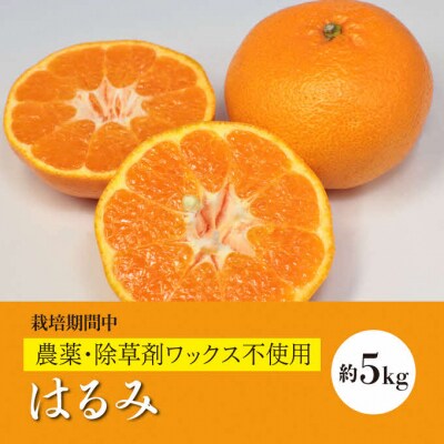 【栽培期間農薬・除草剤不使用】はるみ 約5kg ≪ 果遊工房≫ [017-010]