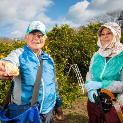 【栽培期間農薬・除草剤不使用】はるみ 約5kg ≪ 果遊工房≫ [017-010]