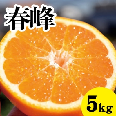 【先行受付】甘味が強くてむきやすい　希少な品種　春峰 約5kg[017-025]