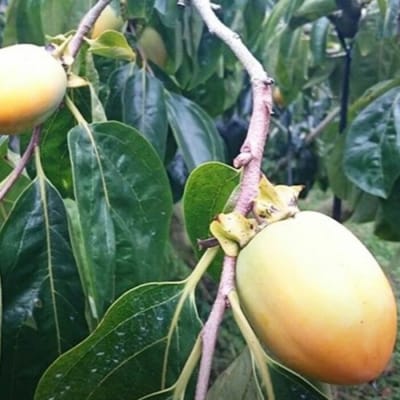 松井農園 西条柿干し柿 14個入り(個包装) [113-002]