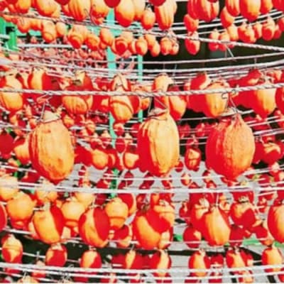 松井農園 西条柿干し柿 14個入り(個包装) [113-002]