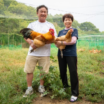 【お試し】島たまご 有精卵 36個(34個+割れ補償2個) 平飼 [017-034]