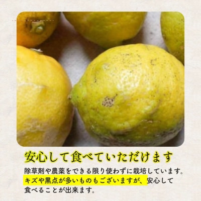 瀬戸内 れもん 約3kg レモン 国産 佐木島 三原 広島 [017-032]