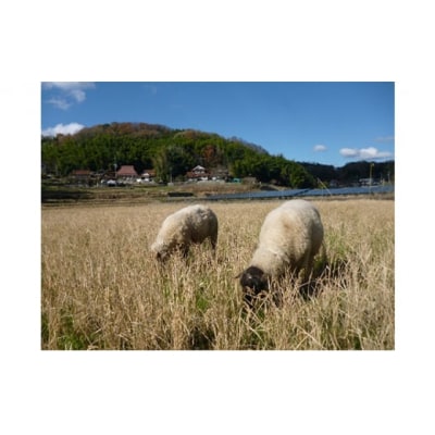 瀬戸内三原 羊飼いのこしひかり(無肥料無農薬)白米2.1kg[002-016]