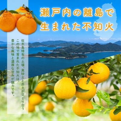 【2027年2月下旬～4月上旬頃出荷】瀬戸内 島の不知火 約3kg[164-001]