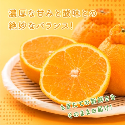 【2027年2月下旬～4月上旬頃出荷】瀬戸内 島の不知火 約5kg[164-002]
