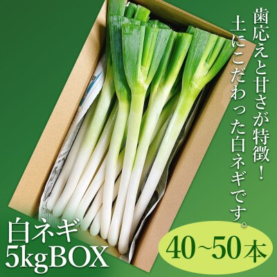 白ネギ 5kg BOX( 40～50本入り)[080-002]