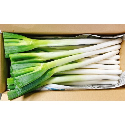 白ネギ 5kg BOX( 40～50本入り)[080-002]