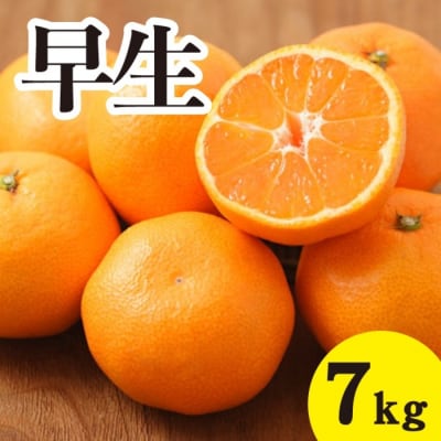 【先行受付】甘いだけじゃない! 甘みと酸味の 早生みかん 約7kg[017-040]