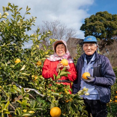 【2025年2月以降発送】甘くてジューシー!瀬戸内さぎしまのはるみ (約3kg)[017-043]