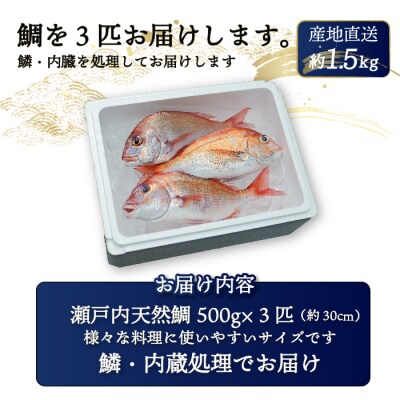 瀬戸内産 天然真鯛 約1.5kg(500g×3匹/鱗・内蔵処理)[154-001]