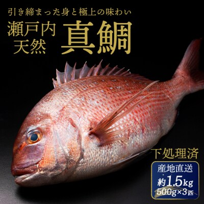 瀬戸内産天然真鯛 約1.5kg(500g×3匹/三枚おろし)[154-002]