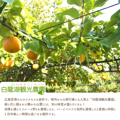 《土日祝限定》時間制限なし!ぶどう1房摘み取りと梨狩り体験チケット[202-005]