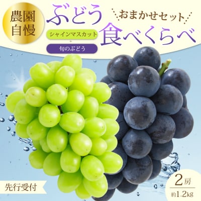 【先行受付】農園自慢のぶどうを食べくらべ♪シャインマスカット1房おまかせぶどう1房[202-006]