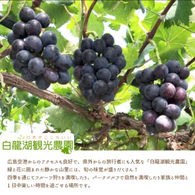 【先行受付】農園自慢のぶどうを食べくらべ♪シャインマスカット1房おまかせぶどう1房[202-006]