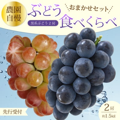 【先行受付】農園おまかせぶどうセット2房(約1.5kg)2026年9月下旬発送予定[202-007]