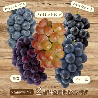 【先行受付】農園おまかせぶどうセット2房(約1.5kg)2026年9月下旬発送予定[202-007]