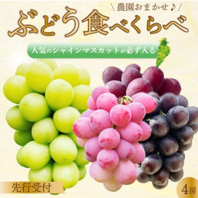 【先行受付】みのる農園おまかせ ぶどう食べくらべ(4房)[206-001]