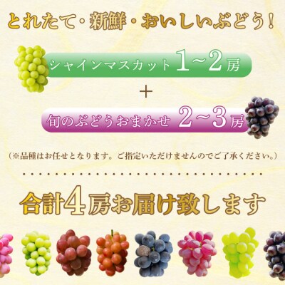 【先行受付】みのる農園おまかせ ぶどう食べくらべ(4房)[206-001]