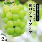 【先行受付】久和田農園 朝採り瀬戸ジャイアンツ 2房[034-006]