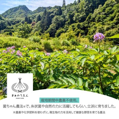 じゃがいも2種食べ比べセット5kg (アンデスレッド・デジマ各2.5kg) [157-004]