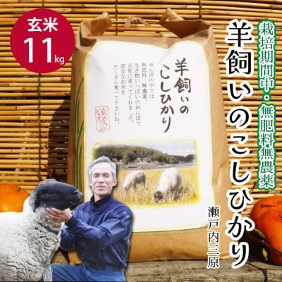 瀬戸内三原 羊飼いのこしひかり 玄米 11kg(栽培期間中無肥料無農薬) [002-011]