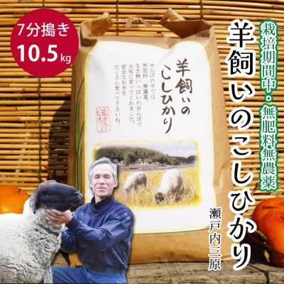 瀬戸内三原 羊飼いのこしひかり 7分搗き 10.5kg(栽培期間中無肥料無農薬) [002-012]