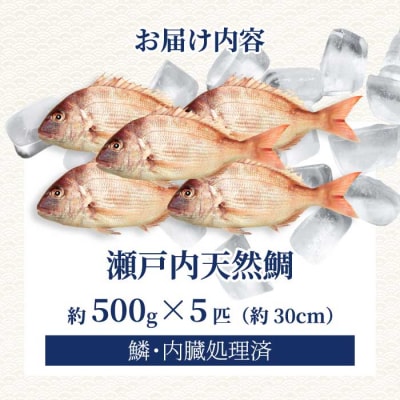 瀬戸内産 天然鯛 約2.5kg(500g×5匹/鱗・内臓処理)[154-006]
