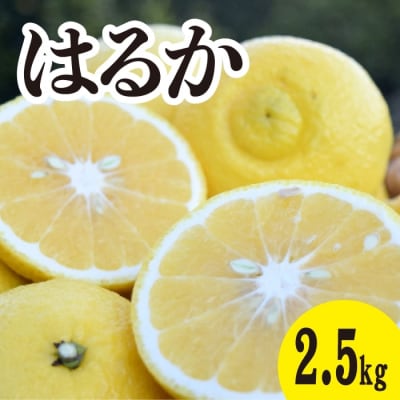【2026年3月中旬以降発送】濃厚な甘みに驚愕!瀬戸内のはるか ＜約2.5kg＞ [017-068]