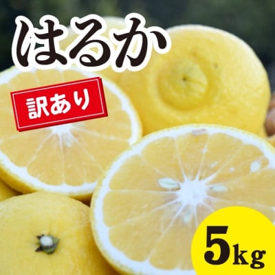 【2026年3月中旬以降発送】瀬戸内の訳ありはるか＜約5kg＞ [017-069]