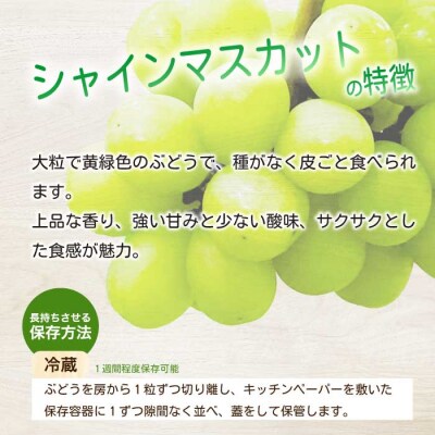 《2026年夏頃発送・先行受付》 訳あり ぶぶシャインマスカット 1kg [233-001]