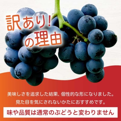 《2026年夏頃発送・先行受付》 訳あり ぶぶナガノパープル 1kg [233-002]