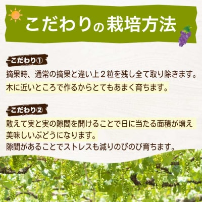 《2026年夏頃発送・先行受付》訳あり ぶぶぶどう詰め合わせ2kg [233-003]