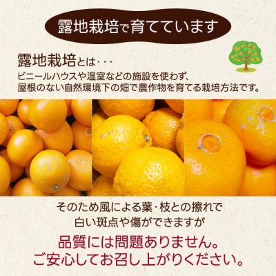 【数量限定☆先行受付】柑橘食べ比べ定期便(石地みかん・せとか) 各2.5kg [T10]