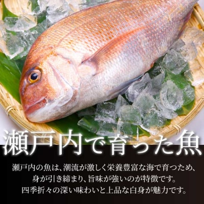 【12か月定期便】瀬戸内産 鮮魚 地魚詰め合わせ(3～5種類)計12回お届け [154-011]