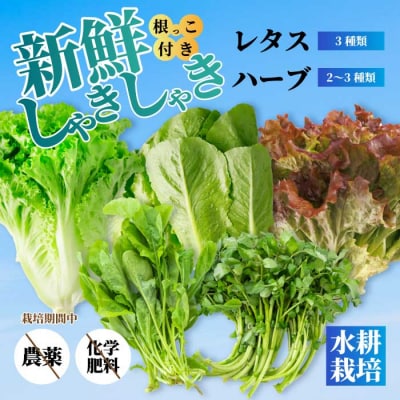 レタス3種 ハーブ2～3種 詰め合わせ [245-001]