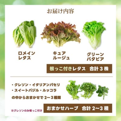 レタス3種 ハーブ2～3種 詰め合わせ [245-001]