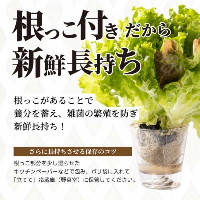 レタス3種 ハーブ2～3種 詰め合わせ [245-001]