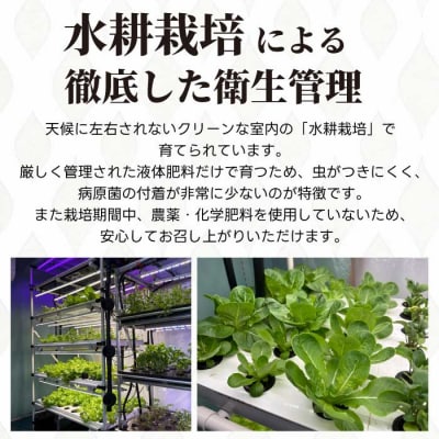 レタス3種 ハーブ2～3種 詰め合わせ [245-001]
