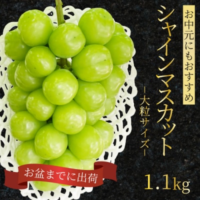 シャインマスカット 大粒 1.1kg [249-002]